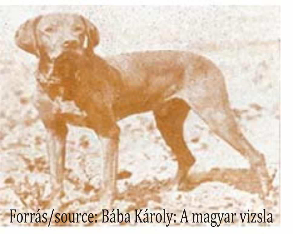 One of the first registrated Hungarian Vizslas called Witti.